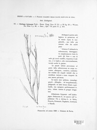Sphacelotheca ischaemi image